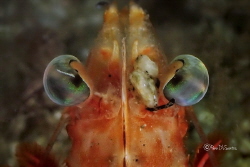 Shrimp head by Penn De Los Santos 